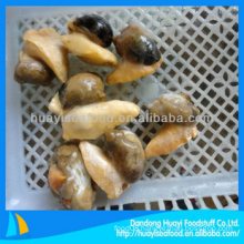 frozen good new whelk meat with excellent supplier